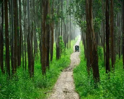 Wayanad Wildlife Sanctuary